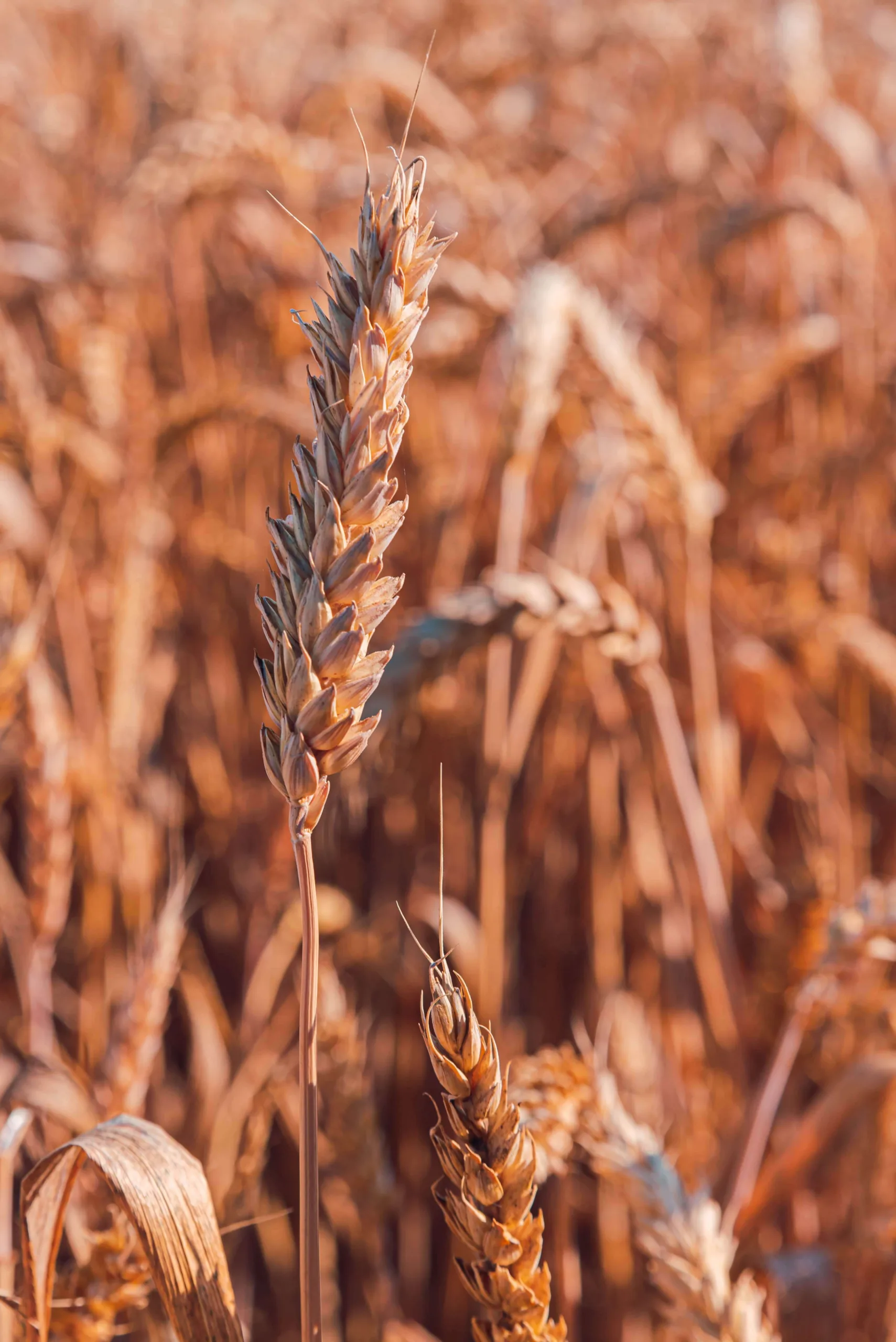 beautiful-view-wheat-field-min